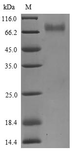 Human KIR2DS3 protein