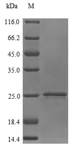 Human PTGES3 protein