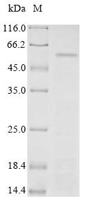 Human PTPRN protein