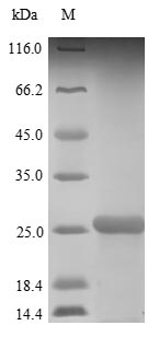 Human IL18 protein