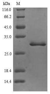 Human ITIH4 protein