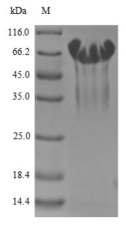 Human MADCAM1 protein