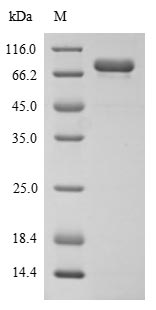 Human MADCAM1 protein