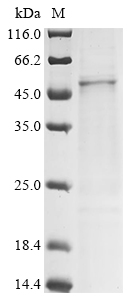Bovine PAG2 protein