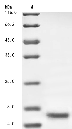 Bacteria acpS protein