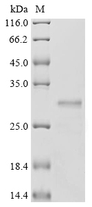 Human ERFE protein