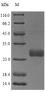 Rat Osm protein