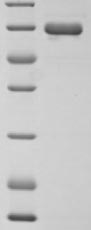 Human ERVK-6 protein