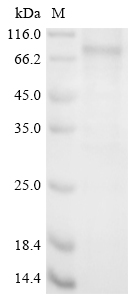 Rat Cyp1b1 protein