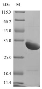 Rat Sostdc1 protein