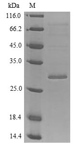 Mouse Tnc protein