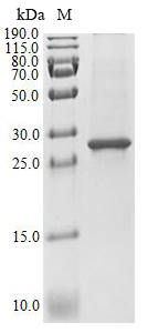 Porcine IL4R protein
