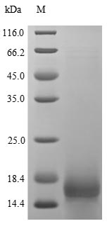 Human HBEGF protein
