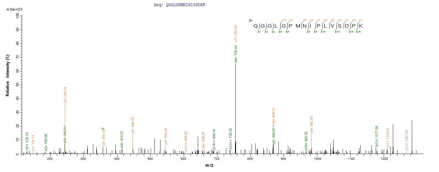 Hamster PRDX1 protein