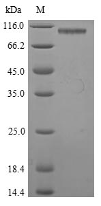 Mouse Gp2 protein