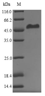 Human ERVW-1 protein