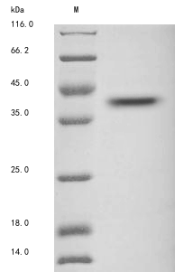 Human WNT2 protein