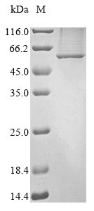 Mouse Lgi3 protein