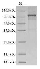Human OMA1 protein