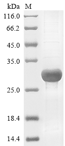 Human CELA3B protein