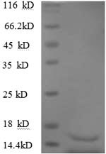 Human TGFB3 protein