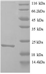 Plant ABP1 protein