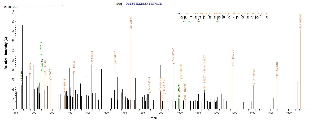 Human PIBF1 protein
