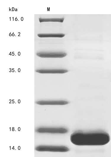 Plant EPFL9 protein