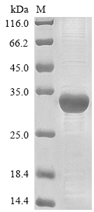 Porcine ITGB1 protein