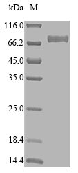 Human CD33 protein