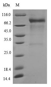 Human CD46 protein