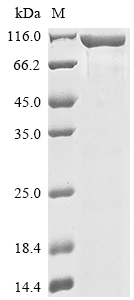 Human KIM1 protein