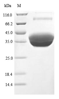 Human Tnfrsf17 protein