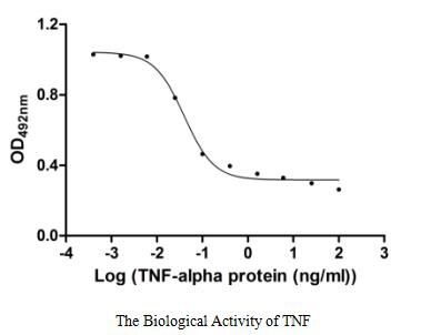 Human TNF protein