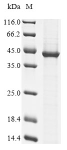 Mouse Neu2 protein