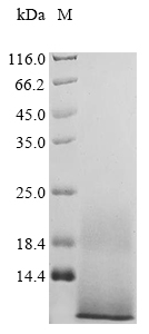 Plant EPFL9 protein