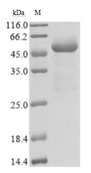 Human 2019-nCOV-N protein