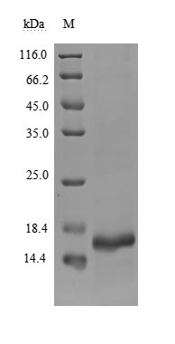 Human NSP8 protein