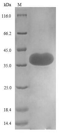 Human CD44 protein