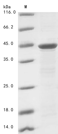 Human CD44 protein