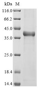 Human HDAC6 protein