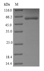 Human MET protein