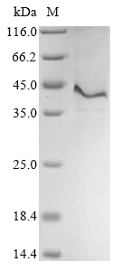 Human THBD protein