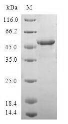 Human WISP2 protein
