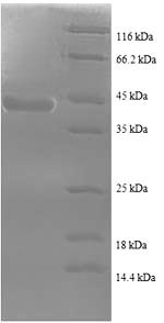 Human SPA17 protein