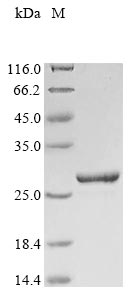 Human FGF18 protein