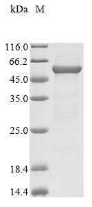 yopH protein