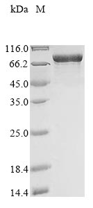 Human MYH6 protein