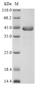 Yeast SAP2 protein