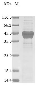 herpesvirus 1 Thymidine kinase protein